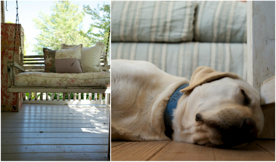 texas swing dog collage
