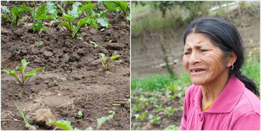 Ecuador Abuela