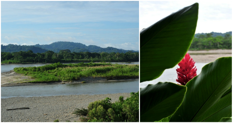amazon views collage