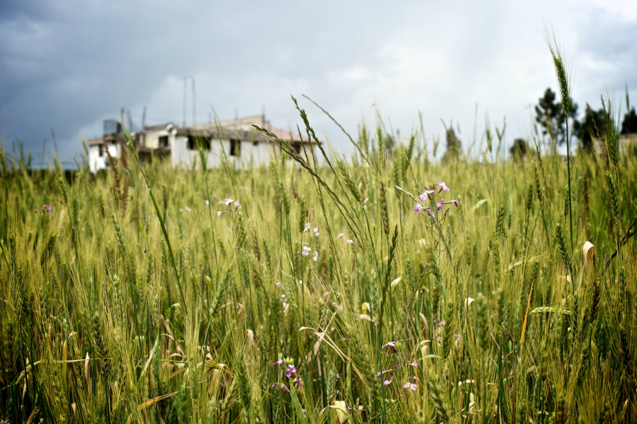 ecuador wheat field